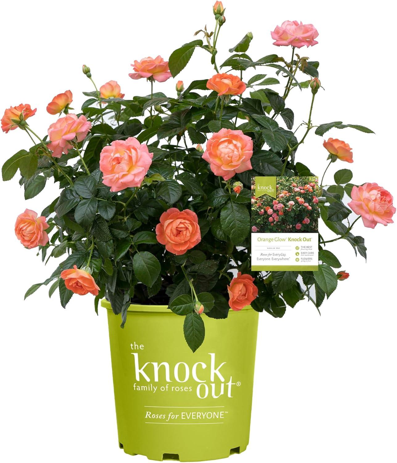 Orange Glow Knock Out® Rose: Blooms That Brighten Your Garden