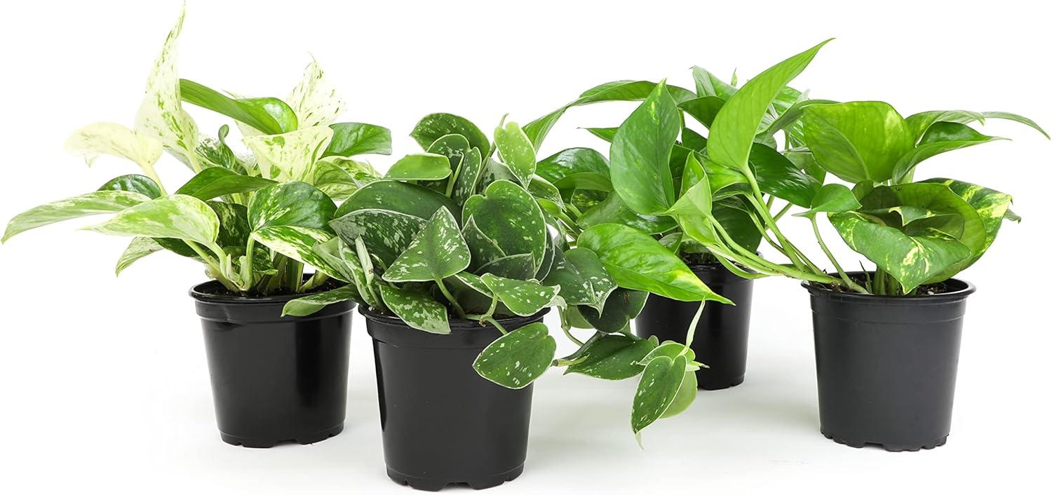 Indoor Plant Showdown: Air Purifying vs. Stunning Succulents