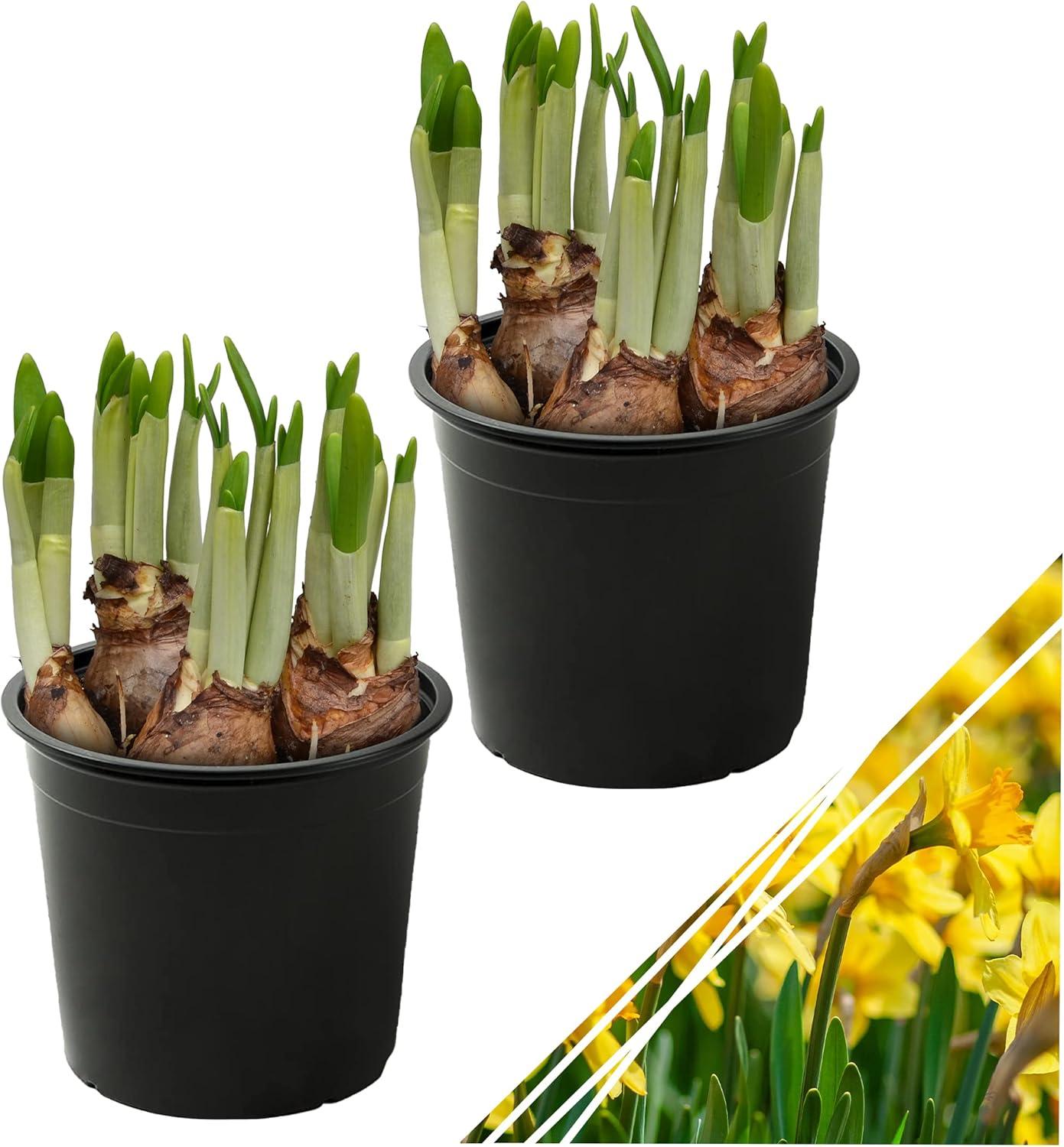 Flowering Daffodils vs. Other Spring Bulbs: A Surprising Choice!
