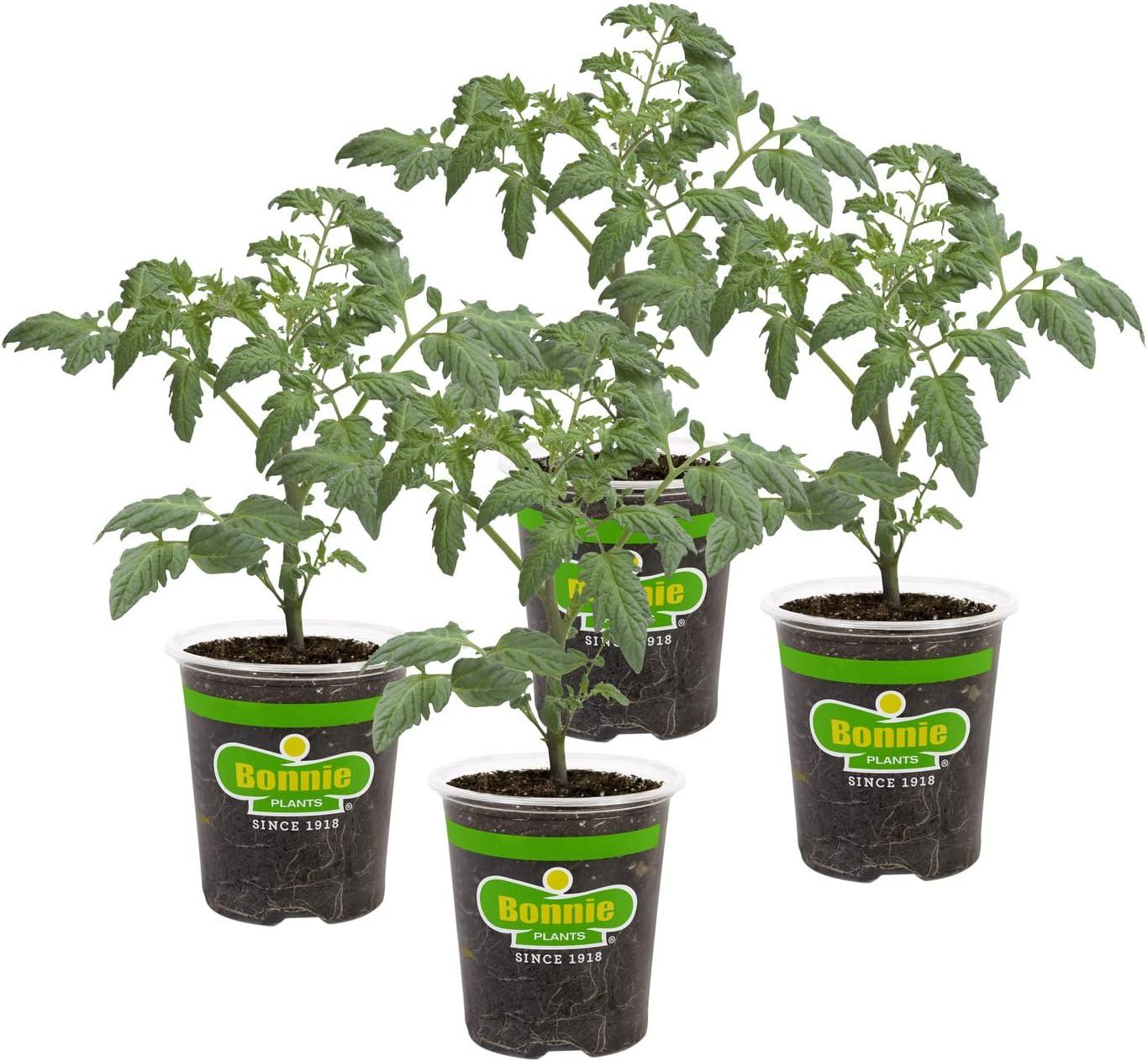 Bonnie Plants Patio Tomato: Surprising Flavor Showdown!