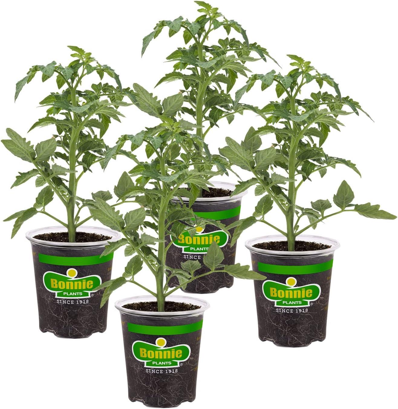 Compact Tomato Plants That Thrive in Small Gardens: A Showdown