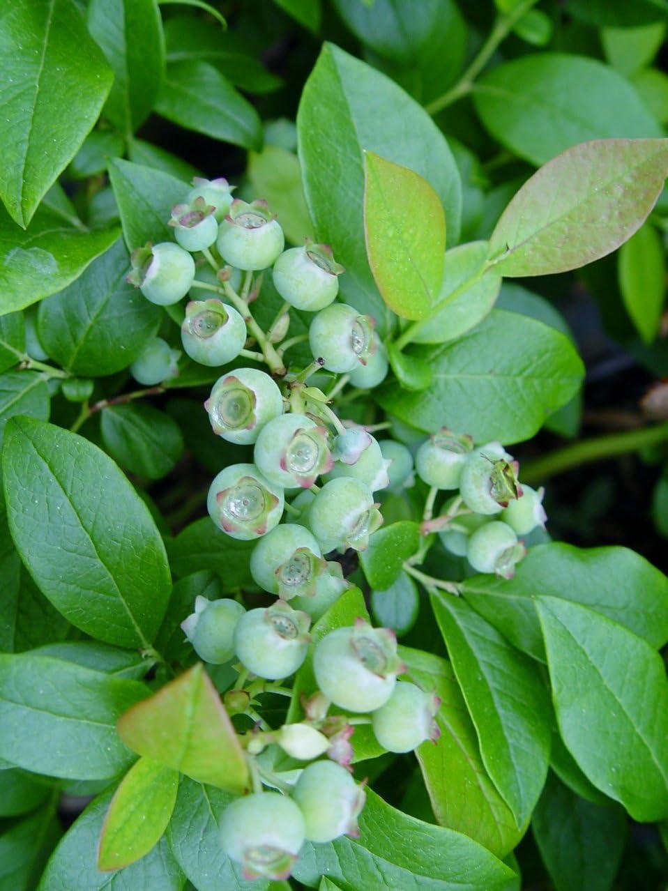 Which Blueberry Plant Delivers Top Taste? A Sweet Showdown!