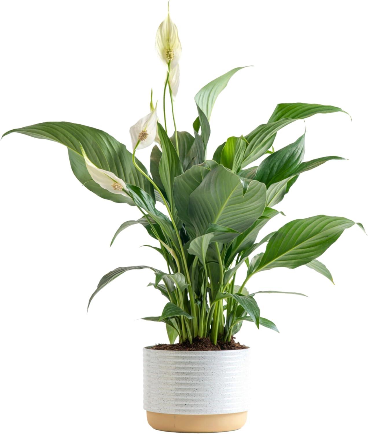 Peace Lily Tested Versus Sympathy Bloom... Easy indoor decor choice!